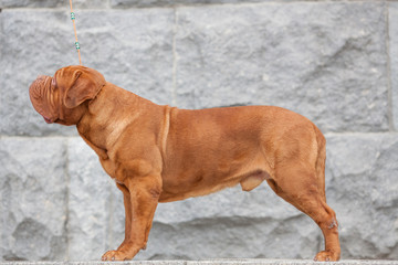 Dogue de bordeaux dog spring