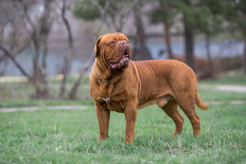 Dogue de bordeaux dog spring