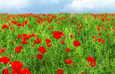 Field with red steppe poppies landscape