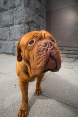 Dogue de bordeaux dog spring