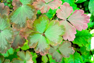 Fresh green foliage grass in garden. Shallow Dof green background with leaves