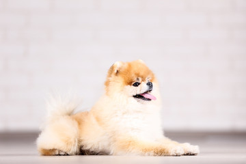 Pomeranian dog lying on ther floor