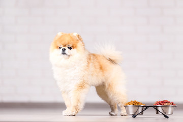 Pomeranian dog with dry food in bowls on the floor