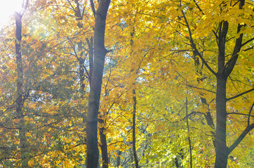 Golden autumn in the park. Yellow and red leaves on the trees with sun light