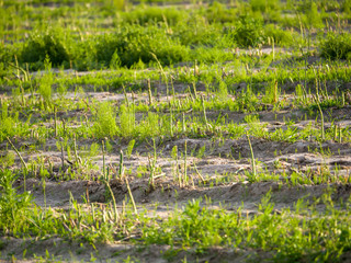 green grass in the pond
