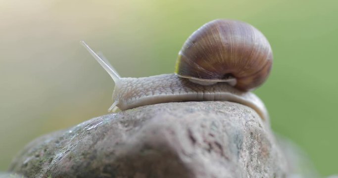 Crawling at a snail's pace. Macro shot.