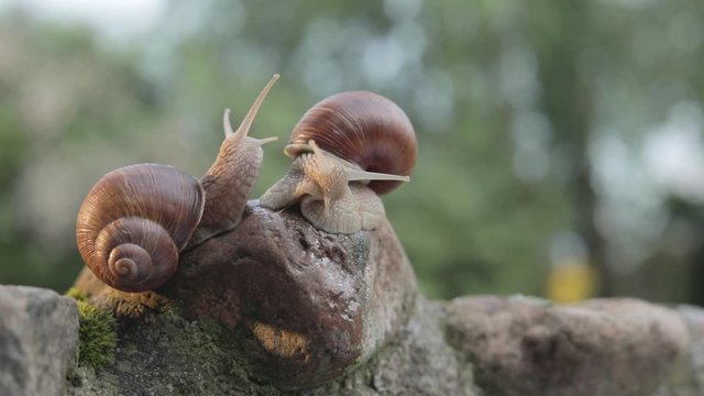 Shy snails flirt with each other.