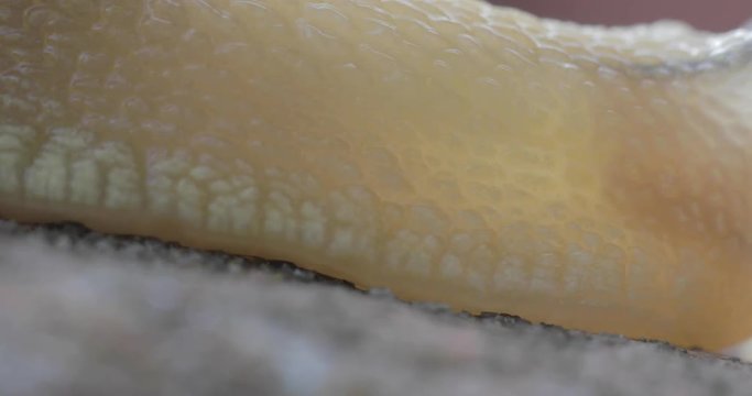 Snail texture in macro close-up