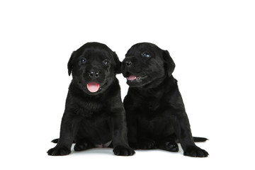 Labrador black puppies isolated on white background
