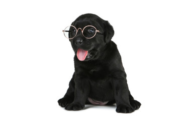 Labrador black puppy in eyeglasses isolated on white background