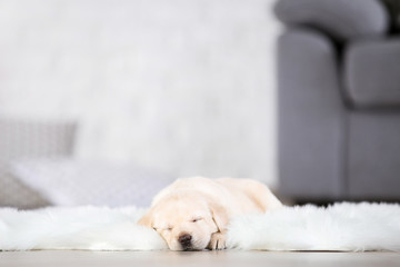 Labrador puppy lying on white carpet at home