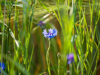 blue flower in the grass