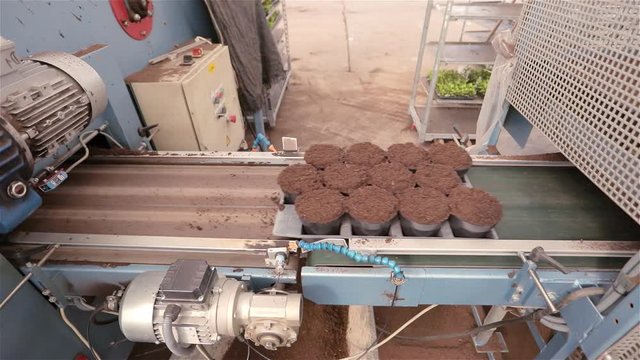Automated plant preparation line, modern plant growing plants, flowers planting conveyor