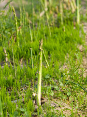 green grass and flowers