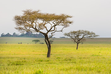 Beautiful savannah landscape background with acacia trees