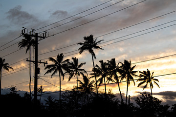 Pretty palm trees in Maui, Hawaii
