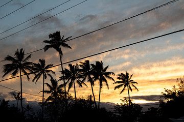 Pretty palm trees in Maui, Hawaii