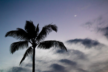 Pretty palm trees in Maui, Hawaii