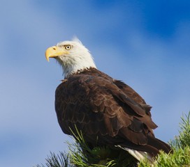 bald eagle_01