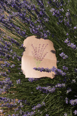 drawing lavender on the paper in the field.