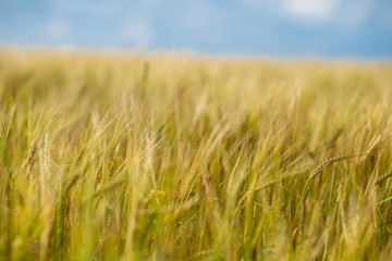 plot of barley field ,shot on a cloudy summer day