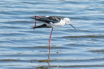 Black-winged stilt standing on one leg in water