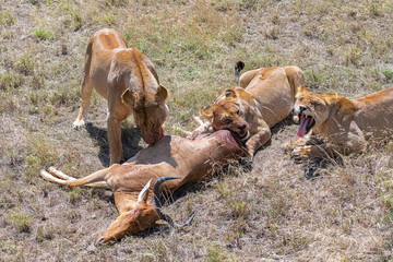 lioness who killed an antelope and is eating it, the young lion waiting beside © Pascale Gueret