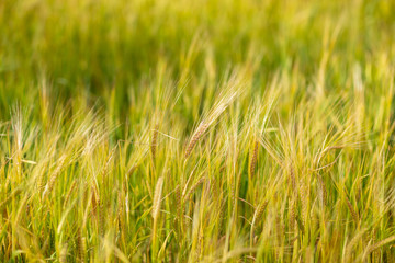 plot of barley field ,shot on a cloudy summer day