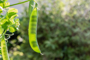 Beautiful small wet green seedling sweet peas plants with water drops grow on a blur green...