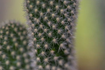 close up of cactus