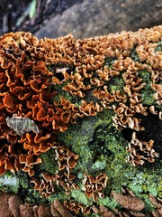 fungus