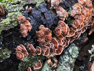 mushrooms on tree