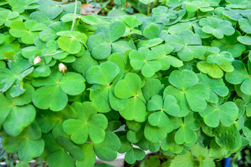 Bear Clover Leaves, three-leaved shamrocks. St. Patrick's day background