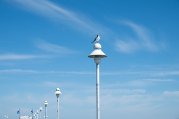 A seagull sitting on a lamp