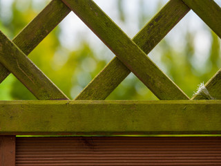green leaf background