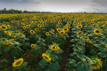 Obraz premium View of a beautiful field of sunflowers
