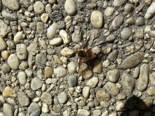 Landed Hummingbird Hawkmoth