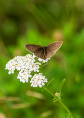 butterfly on flower