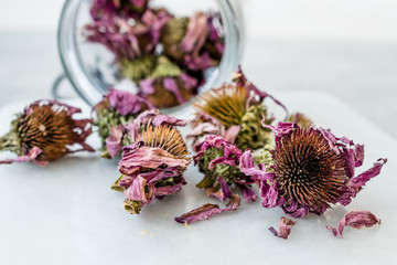 Herbal Tea Dried Echinacea Purpurea in Jar.