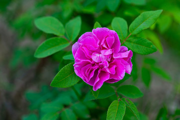 Fototapeta premium Dark pink briar rose or dogrose against the background of green leaves. Summer scene