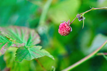 Red raspberries against the background of green leaves. Summertime in the garden. Healthy fruits