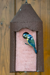 Blue Tit bird feeding its baby at the birdhouse © manfredxy