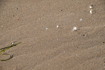 washed sand with washed shells