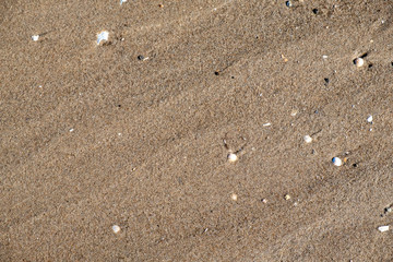 washed sand with washed shells