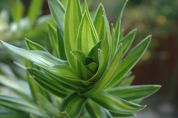 closeup of plant in garden