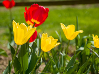 yellow tulips in the garden