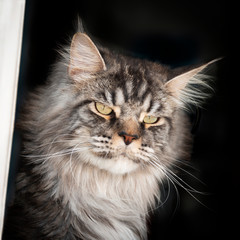 Black silver blotched tabby Maine Coon male cat looking through a window