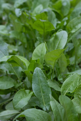 common sorrel, Spinach Dock, Rumex acetosa, growing in garden