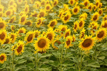 Obraz premium Sunflower field landscape. field of blooming sunflowers on a background sunset. Sunflower natural background, Sunflower blooming