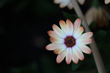 Fototapeta premium Dahlia paysage